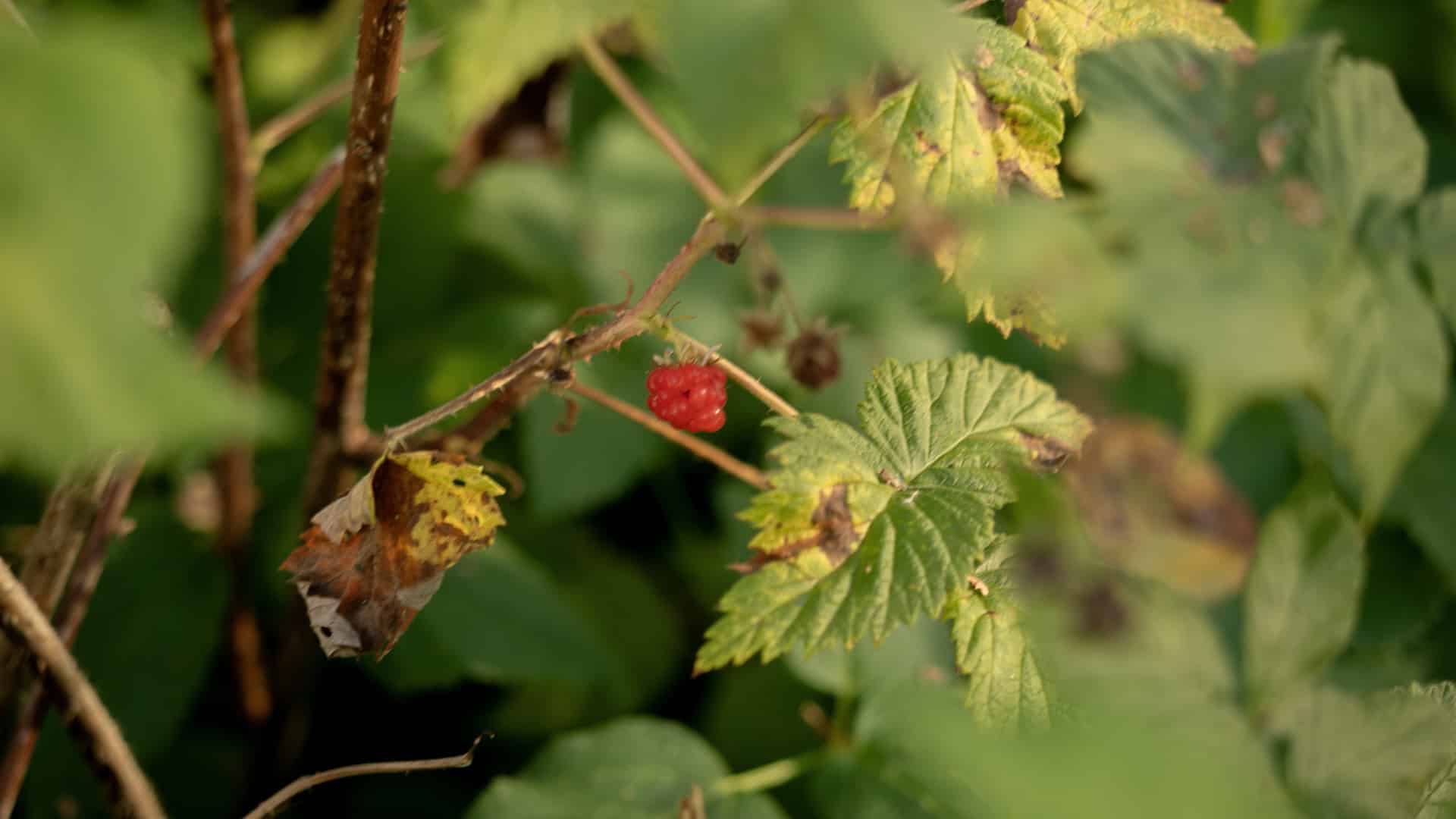 Marknära backtimjan ger språket en jordvändning